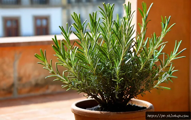 홈가드닝 중 가장 많이 하는 실수 - Photorealistic close-up of an overwatered potted rosemary plant on a sunny Portuguese apartment balc...